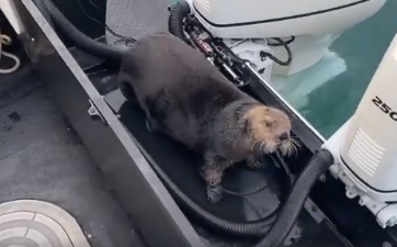 被虎鲸追捕的海獭爬上船躲避