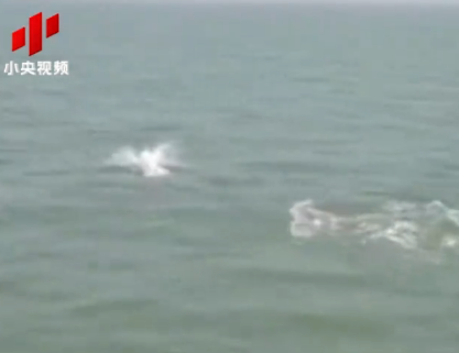 北海银滩近岸海域出现中华白海豚