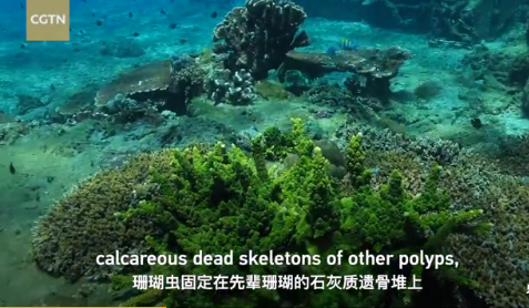 珊瑚是动物还是植物？