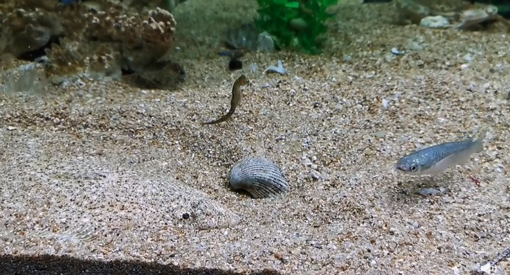 海洋生物的埋伏有多隐蔽
