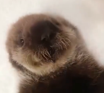 海洋救助中心的扭扭獭