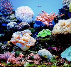 十大最美海洋动物