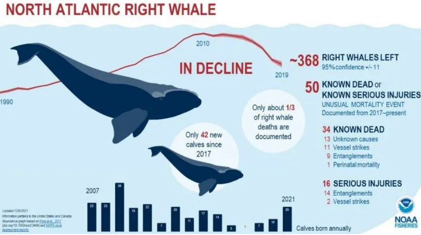 限速+报告！加拿大/美国实施北大西洋露脊鲸保护措施