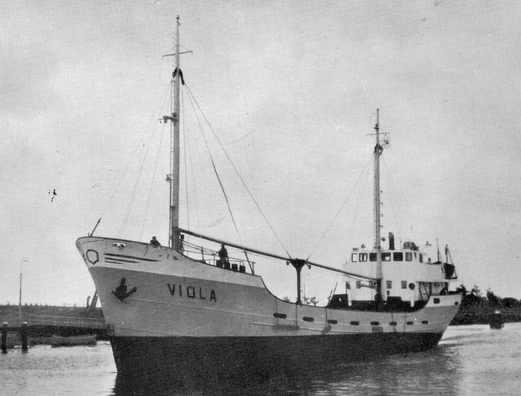 Viola